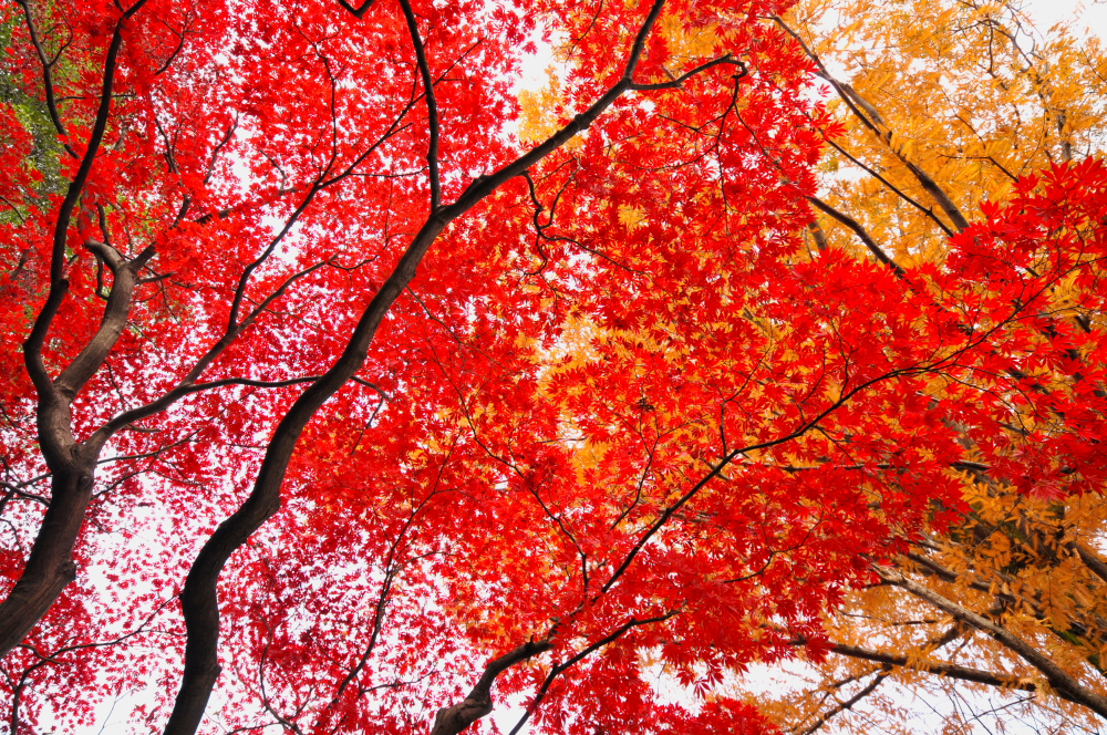 川越中院のもみじ