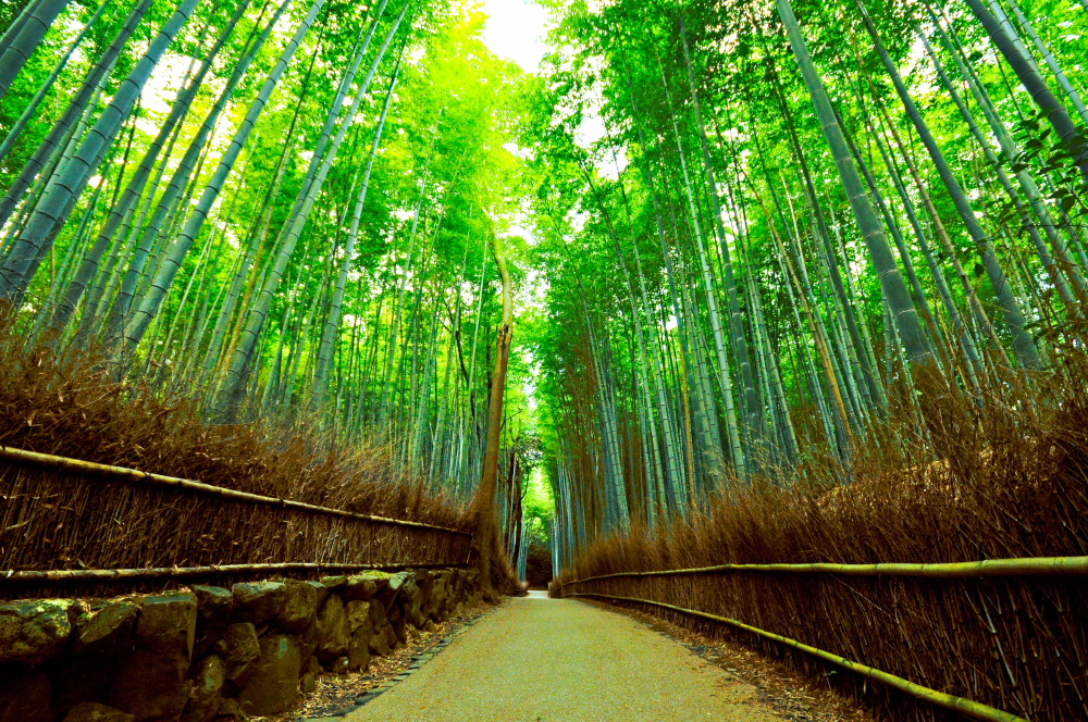嵯峨野の竹林
