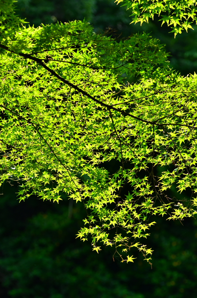 北鎌倉のもみじ