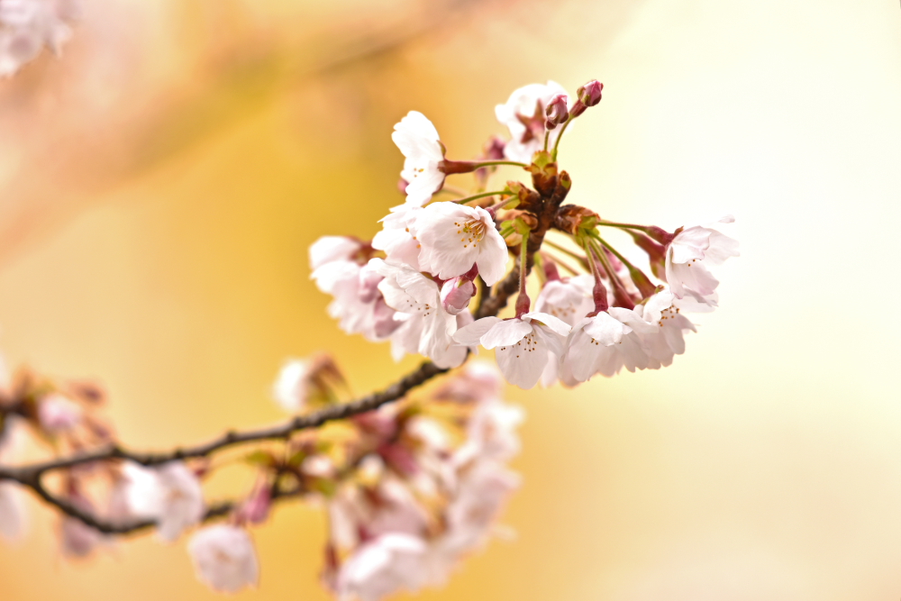 深川仙台堀川の桜