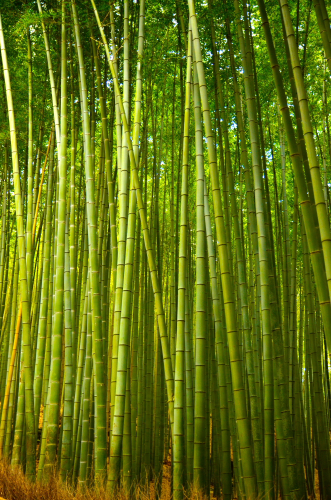 嵯峨野の竹林