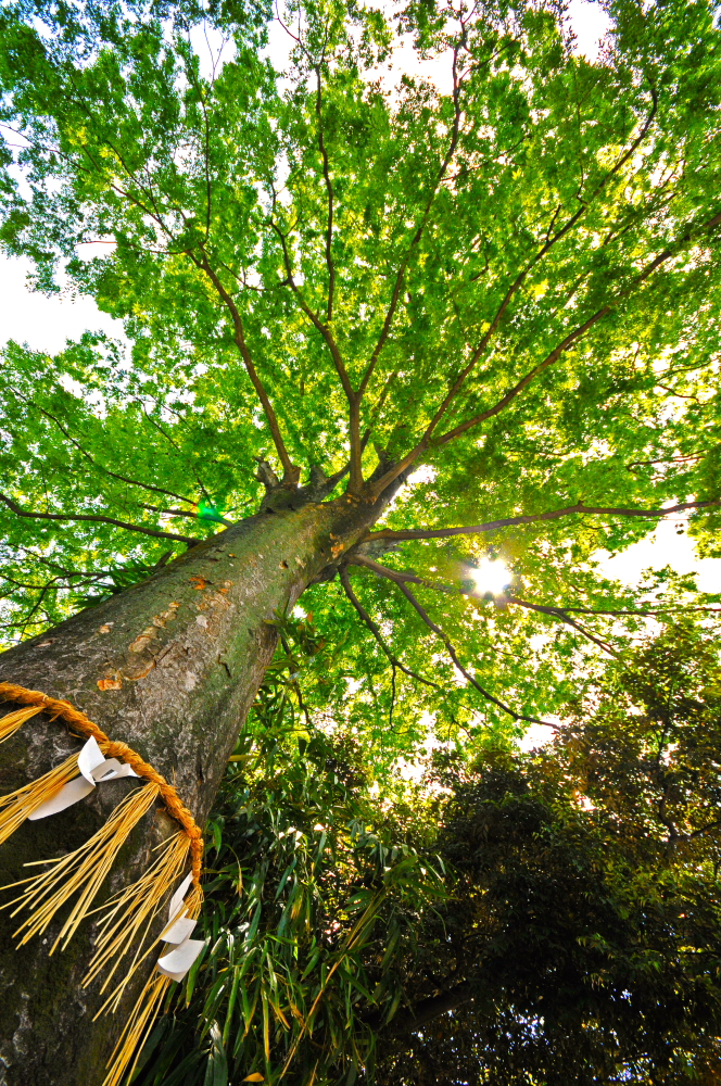 川越氷川神社ご神木